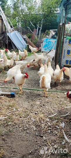 Петушки, для бульона Ломан Браун