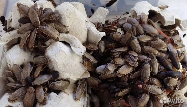 Кормовые тараканы