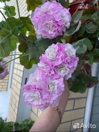 Плющелистная пеларгония