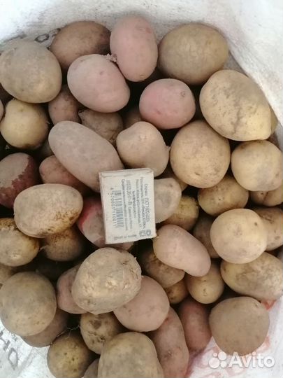 Семенной картофель