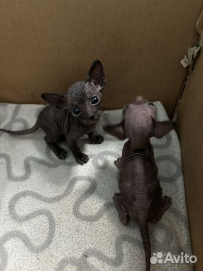 Сфинкс петерболд