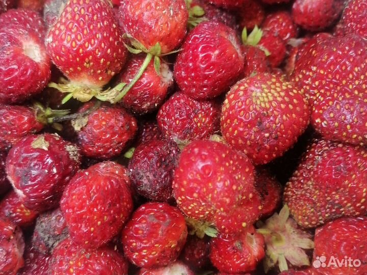 Свежая ягода