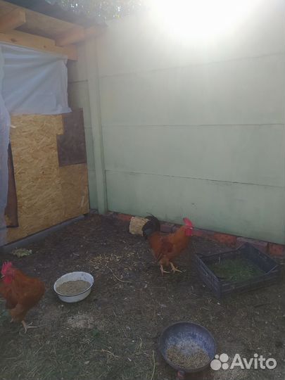 Петух мини мясной красный чернохвостый