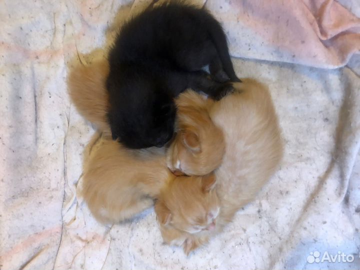 Котята в добрые руки бесплатно