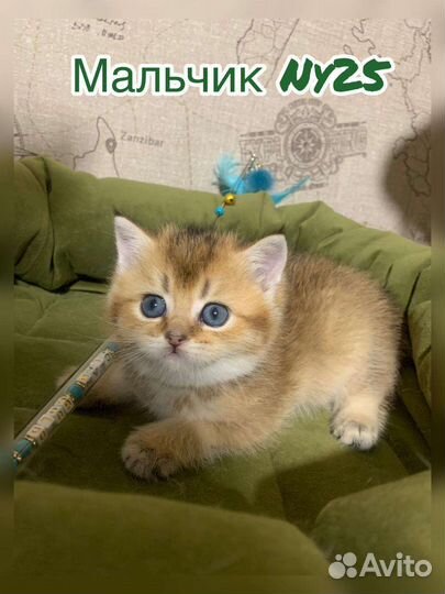 Британская шиншилла