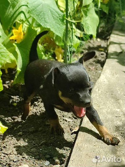 Русский Той