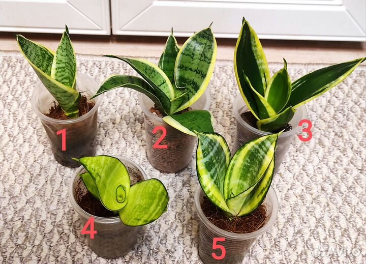 Сансевиерии Ханни и не только. 17 сортов