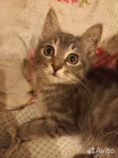 Отдам котенка в добрые руки