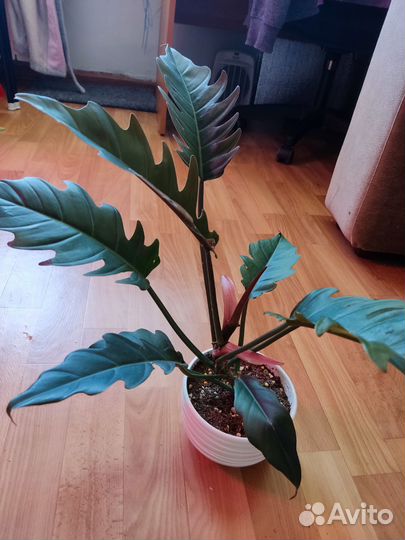 Филодендрон карамель плуто