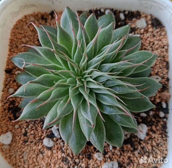 Суккуленты коллекционные