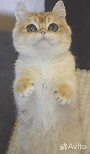 Котик Фаер. Яркий малыш