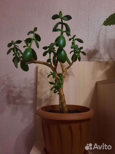 Драцена,толстянка и другие