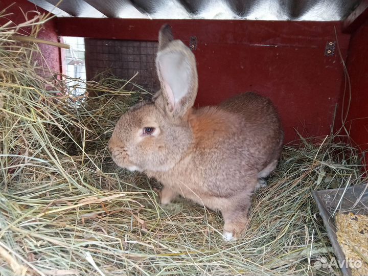 Продам кроликов, самцы