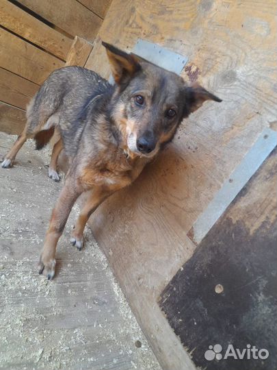 Собака в добрые руки, Рада