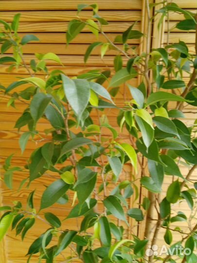 Фикус бенджамина высота метр большой
