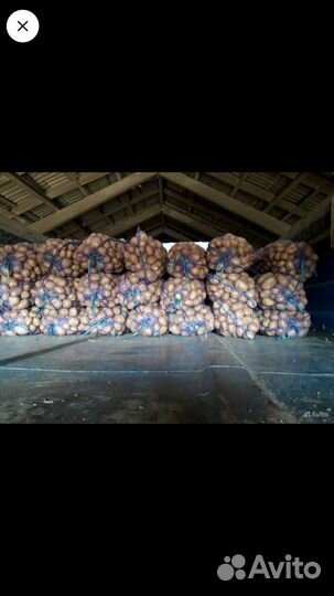 Картофель Аризона от производителя.не склад