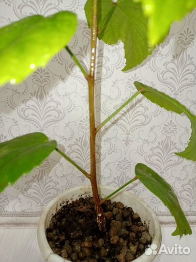 Гибискус желтый махровый