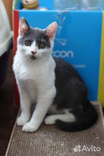 Котенок мальчик