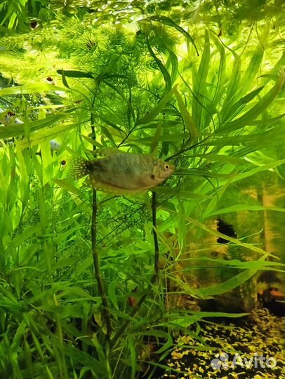 Растения для аквариума, креветки, теодоксусы