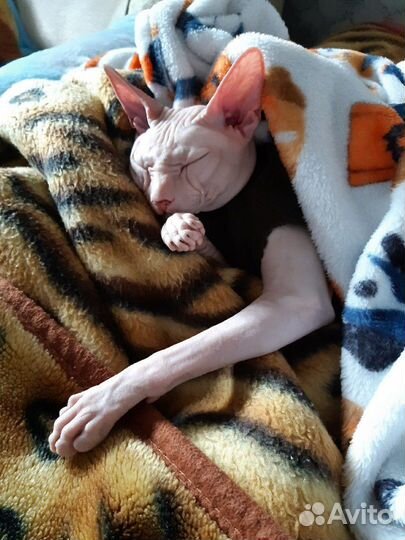 Донской сфинкс вязка