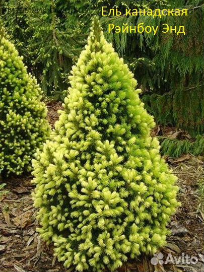 Саженцы Ели