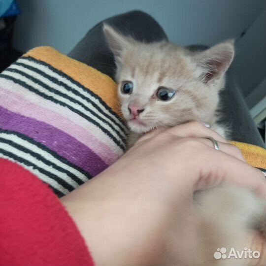 Рыжий котенок в добрые руки бесплатно