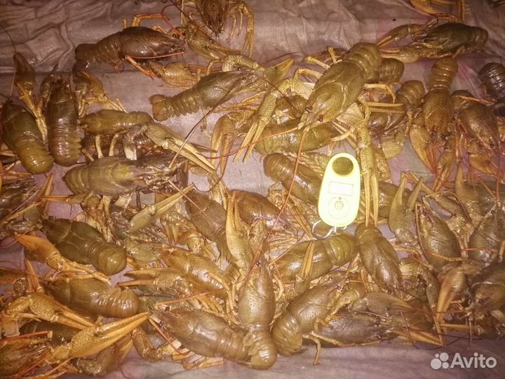 Раки живые 12.08.2023