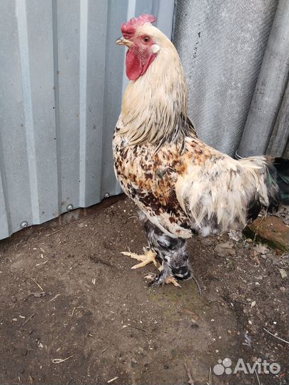 Молодые петухи