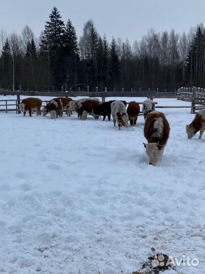 Телята бычки сементалы
