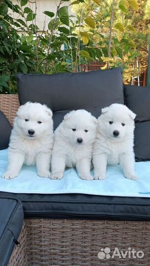 Щенки самоеды