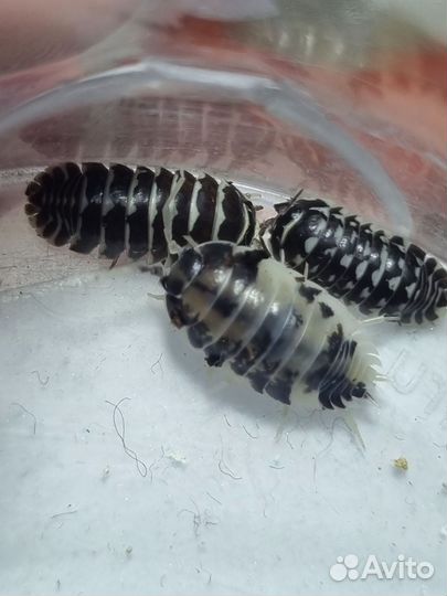 Мокрицы для террариума. Коровки и Зебры