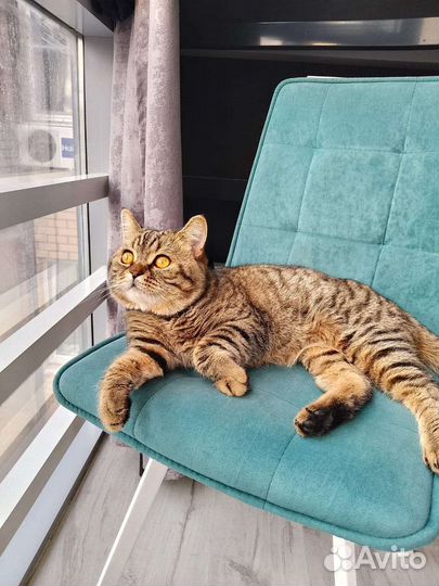 Кот шотландец вязка