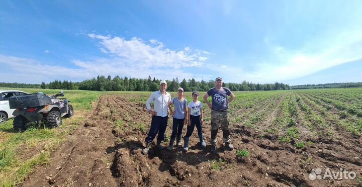 Продам картофель