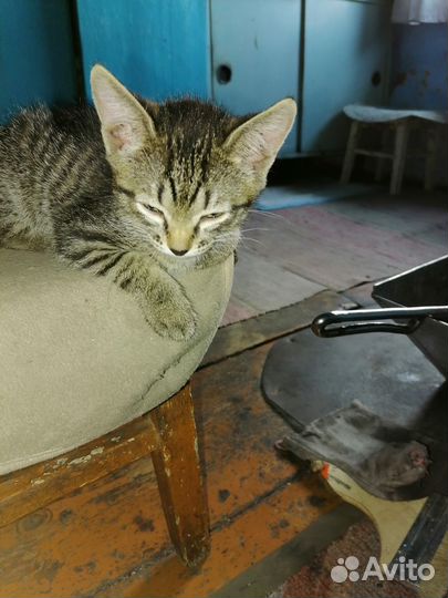 Отдам бесплатно