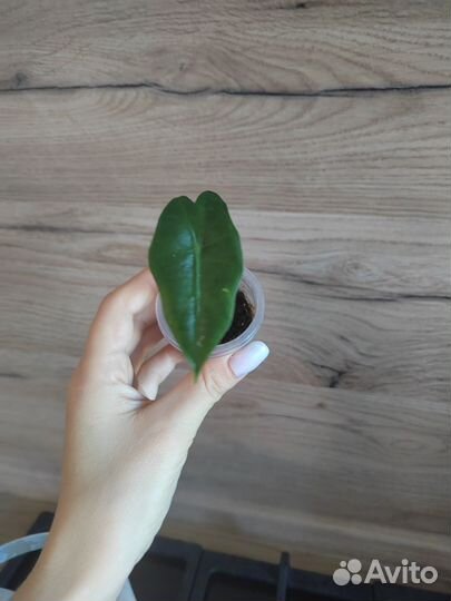 Алоказия полли