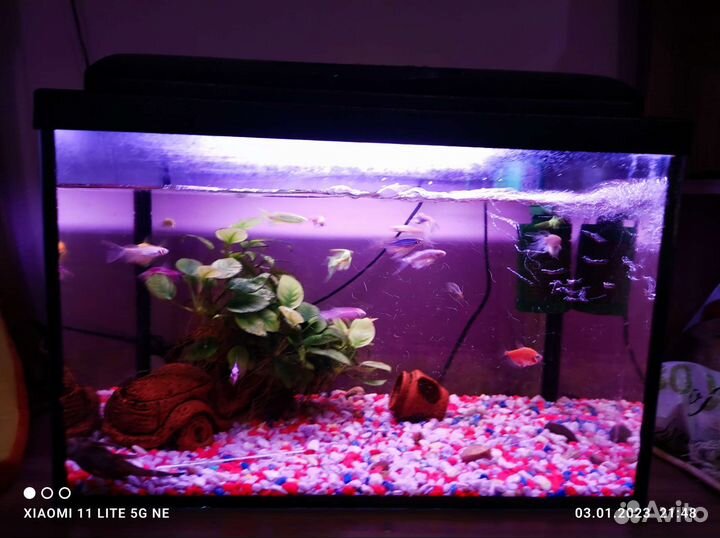 Продам аквариум на 60 литров со всем содержимым