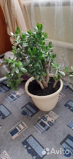 Денежное дерево (Толстянка)