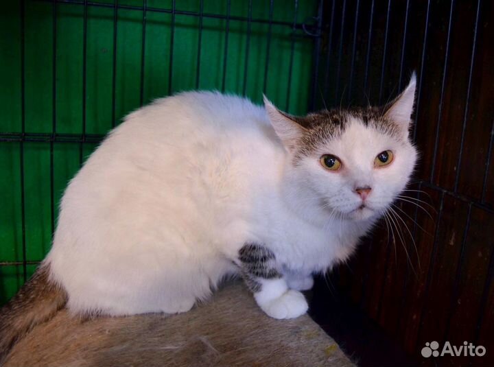 Кошка сиротка Букля два года не выходит из клетки