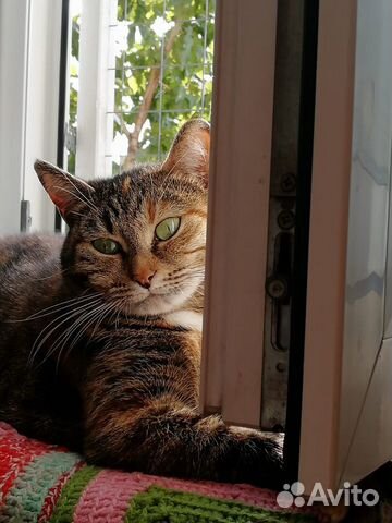 Кошка Китти в добрые руки бесплатно