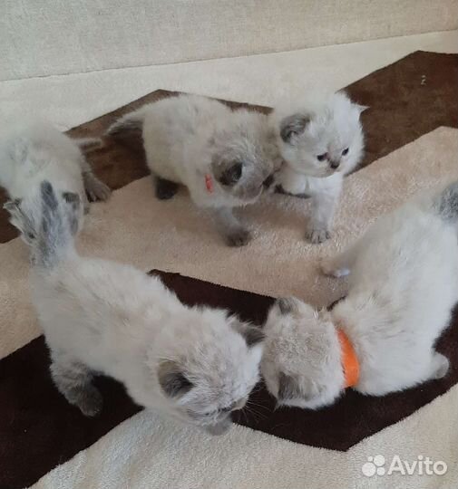 Персидские котята