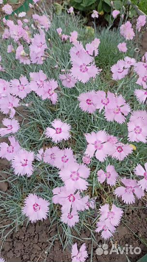 Гвоздика розовая душистая