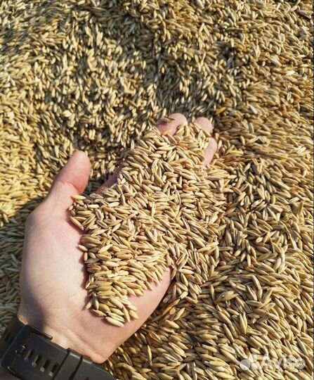 Кормовая пшеница, Фасоль на корм/посев