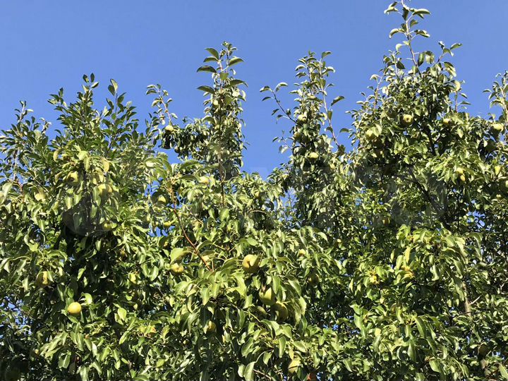 Дом 98 м² на участке 8 сот.