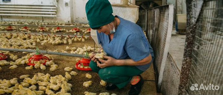 Птицевод/вахта на птицефабрику/выращивание цыплят