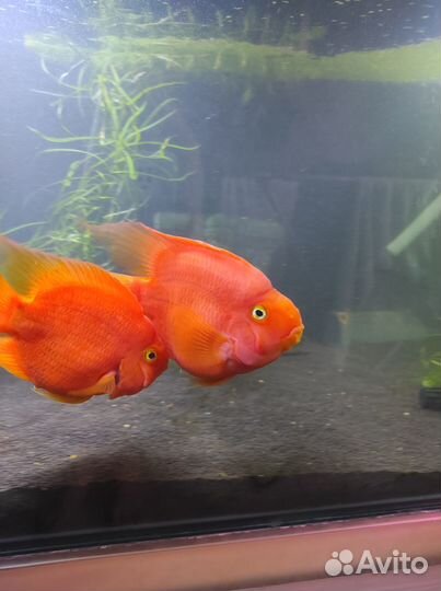 Отдам в добрые руки