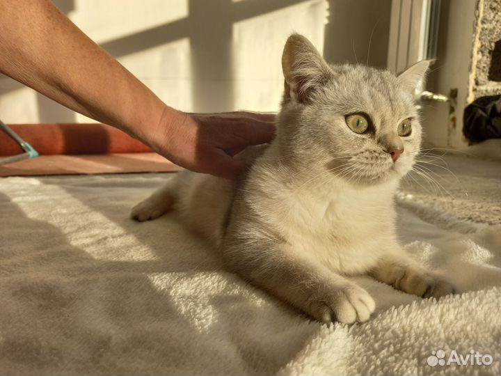 Британская кошка