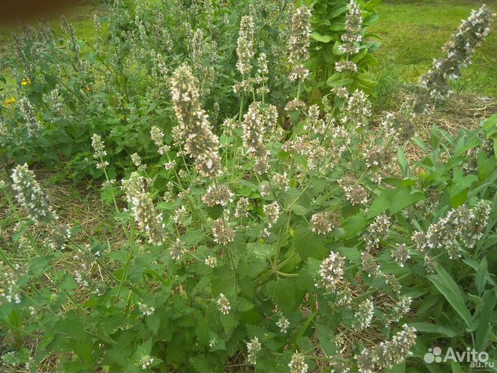 Мелисса лимонная семена