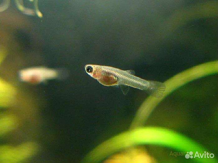 Мальки гуппи