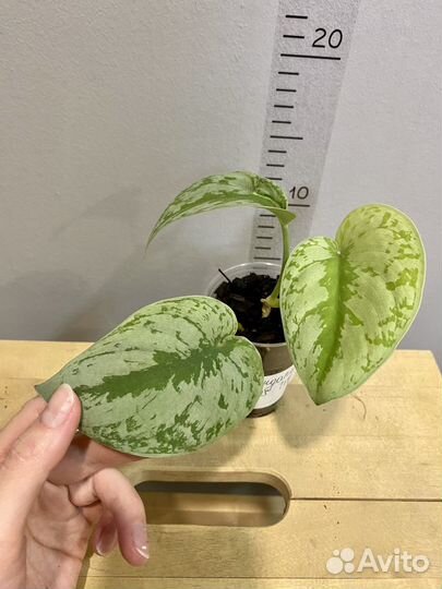 Сциндапсус Пиктус Треби