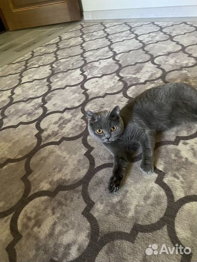 Кошка британская